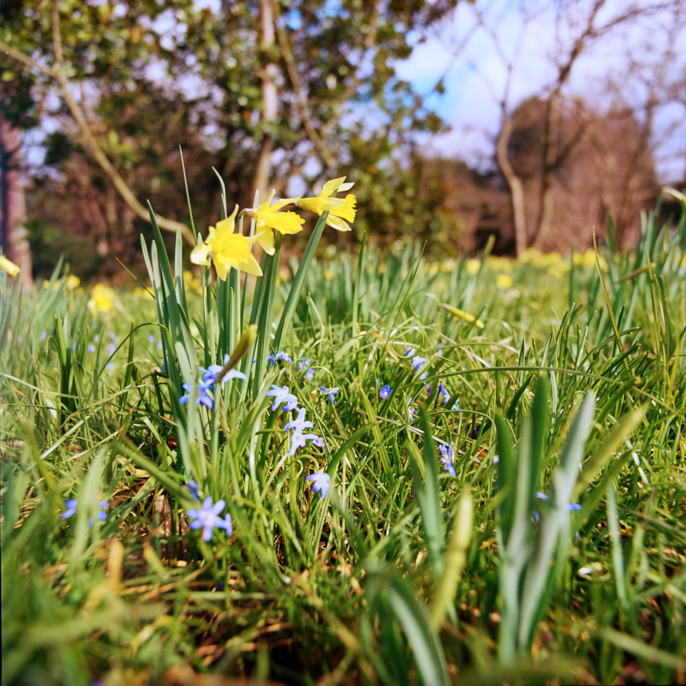Garten im Fruehjahr duengen